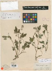 Phacelia bipinnatifida image