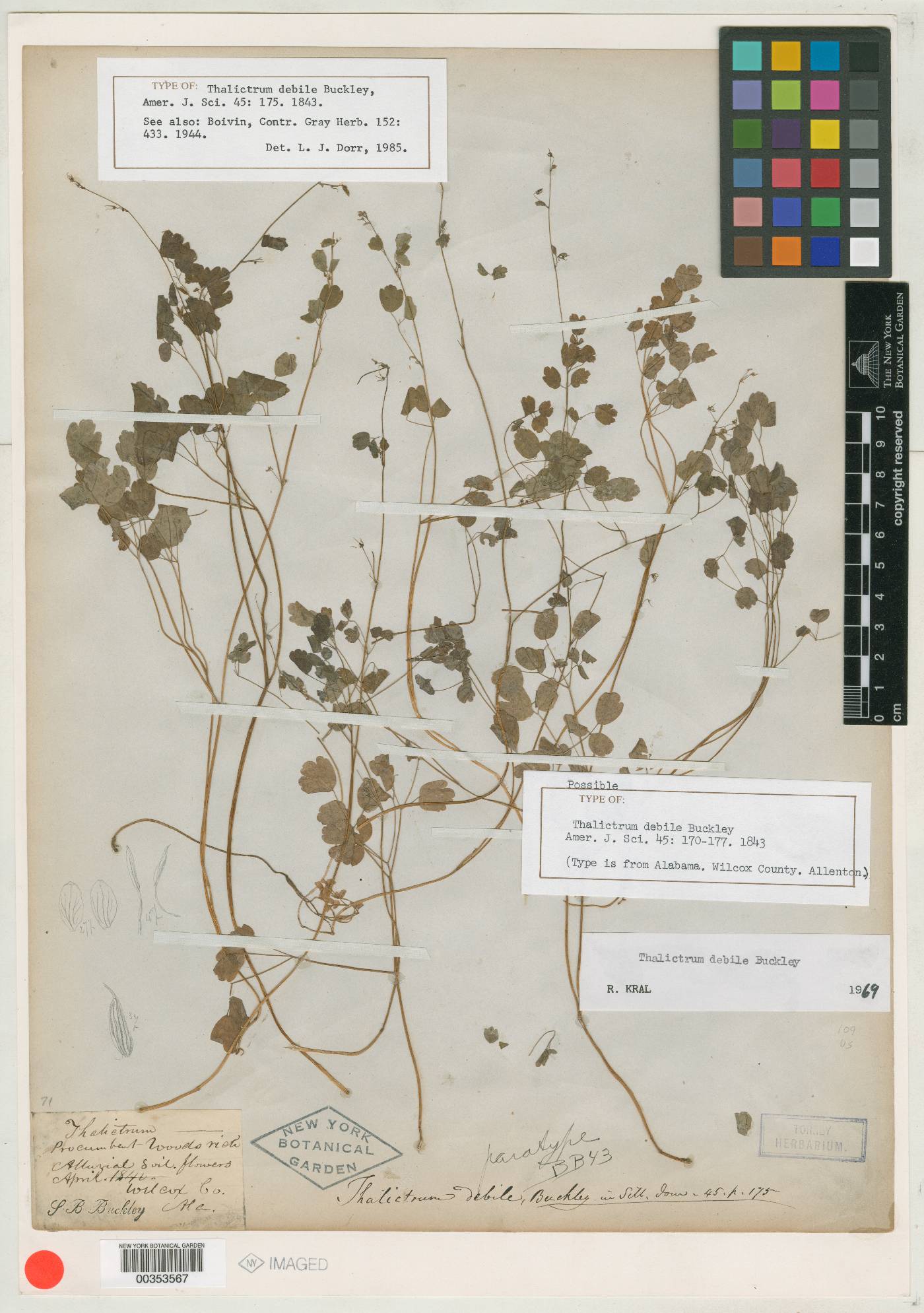 Thalictrum debile image