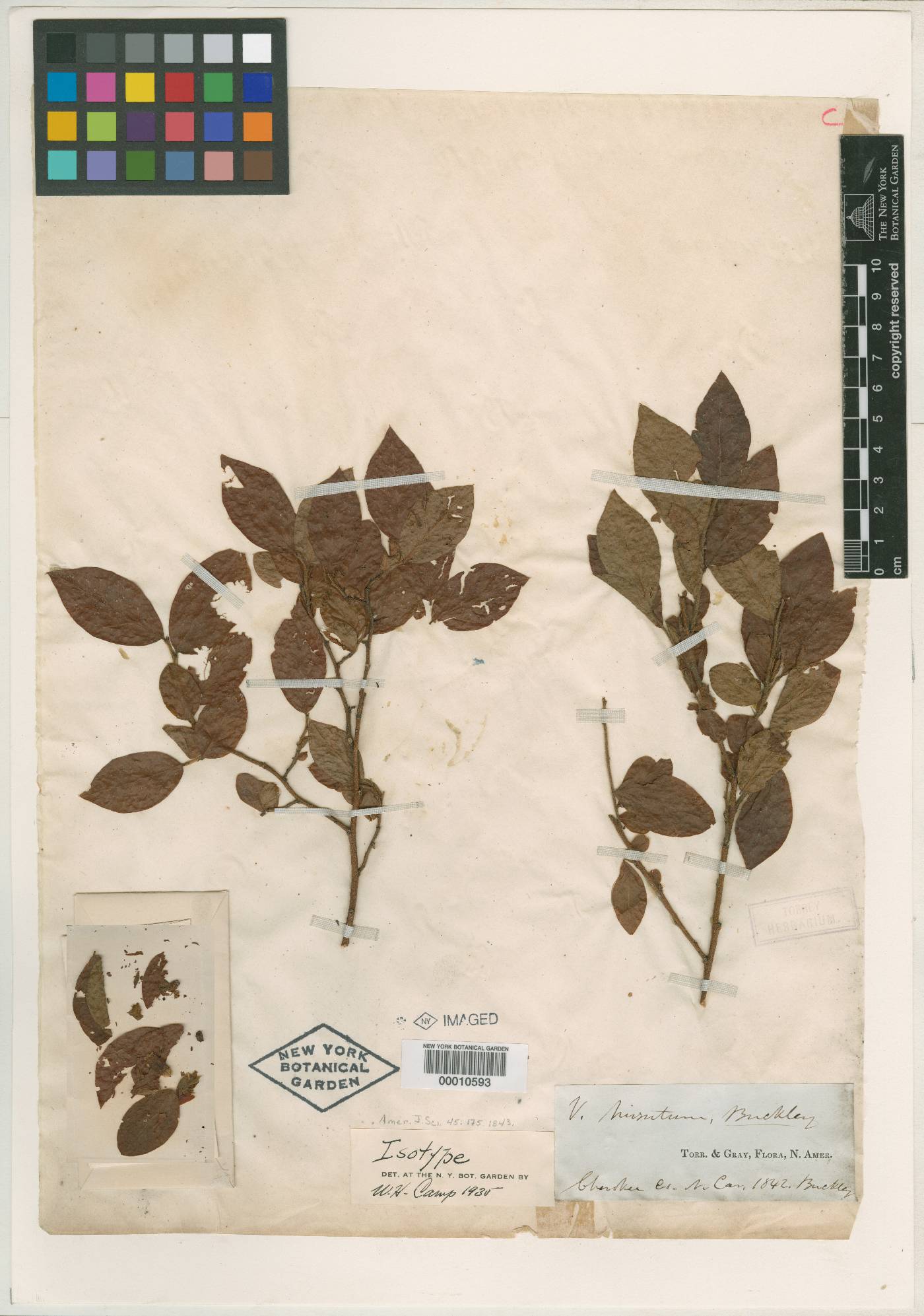 Vaccinium hirsutum image