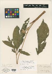 Arisaema quinatum image