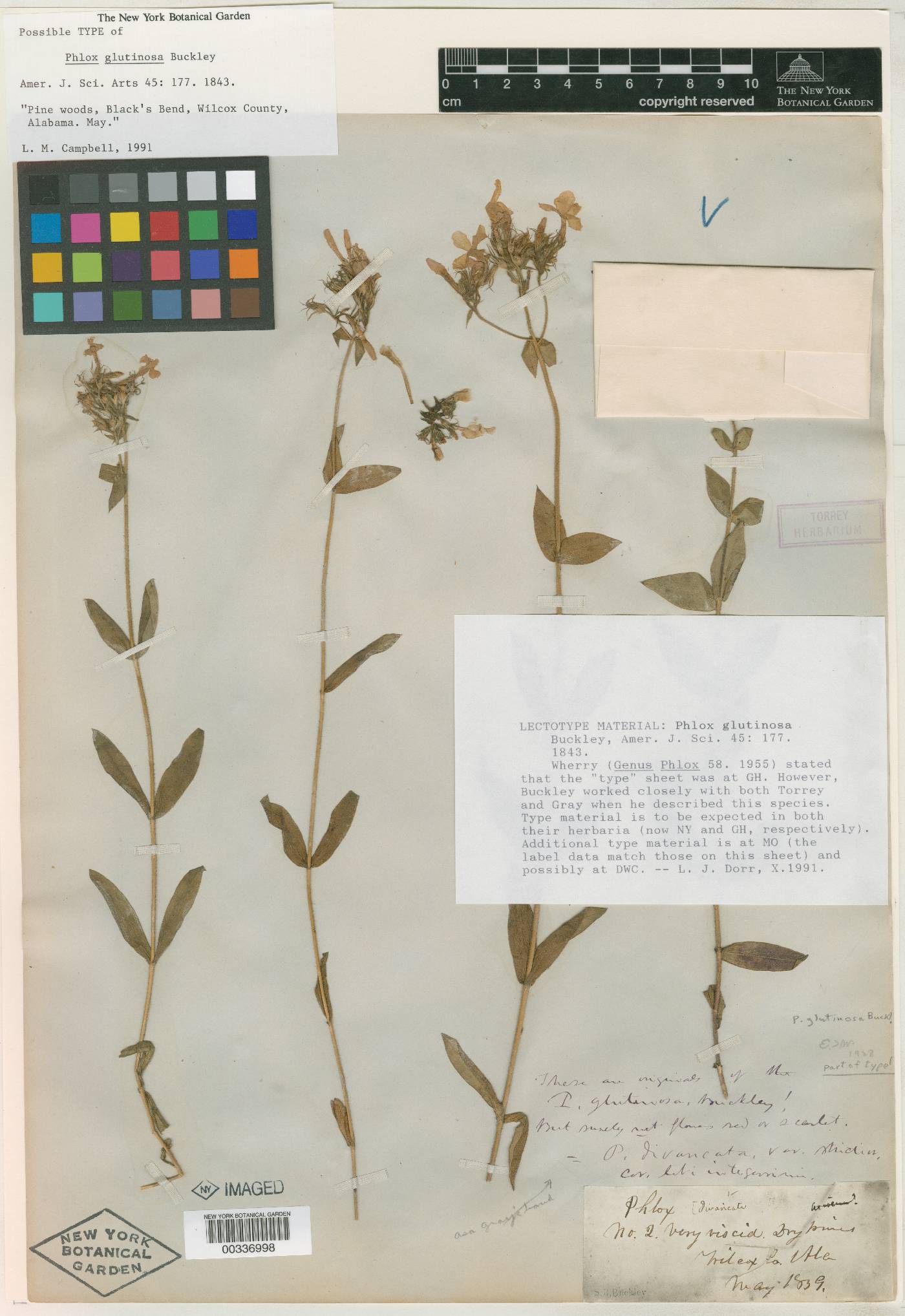 Phlox glutinosa image