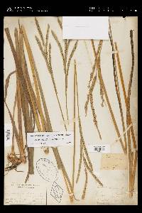 Paspalum floridanum image