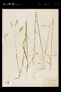 Poa autumnalis image