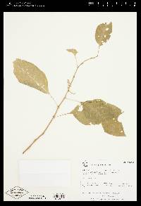 Solanum glaucescens image