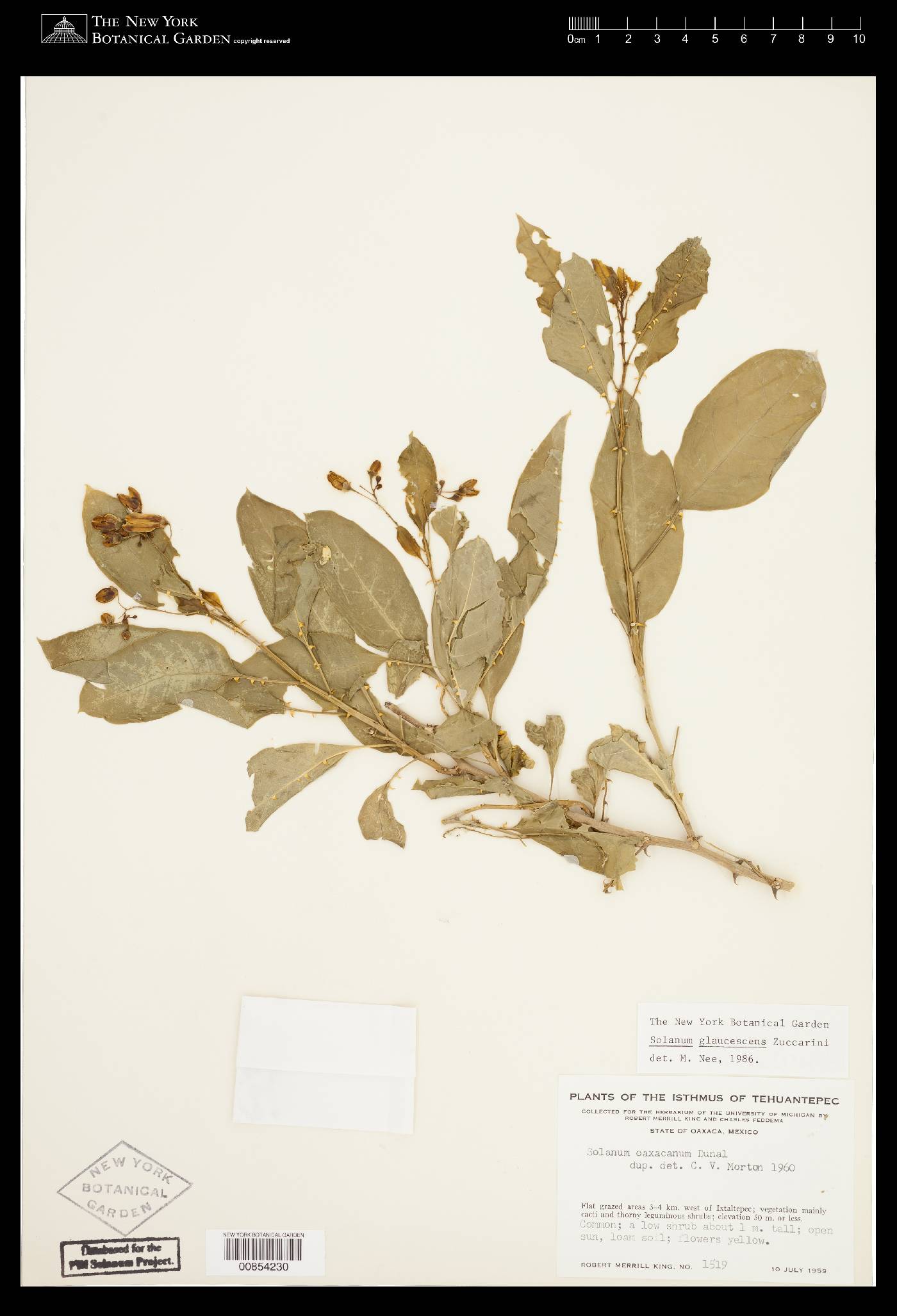 Solanum glaucescens image