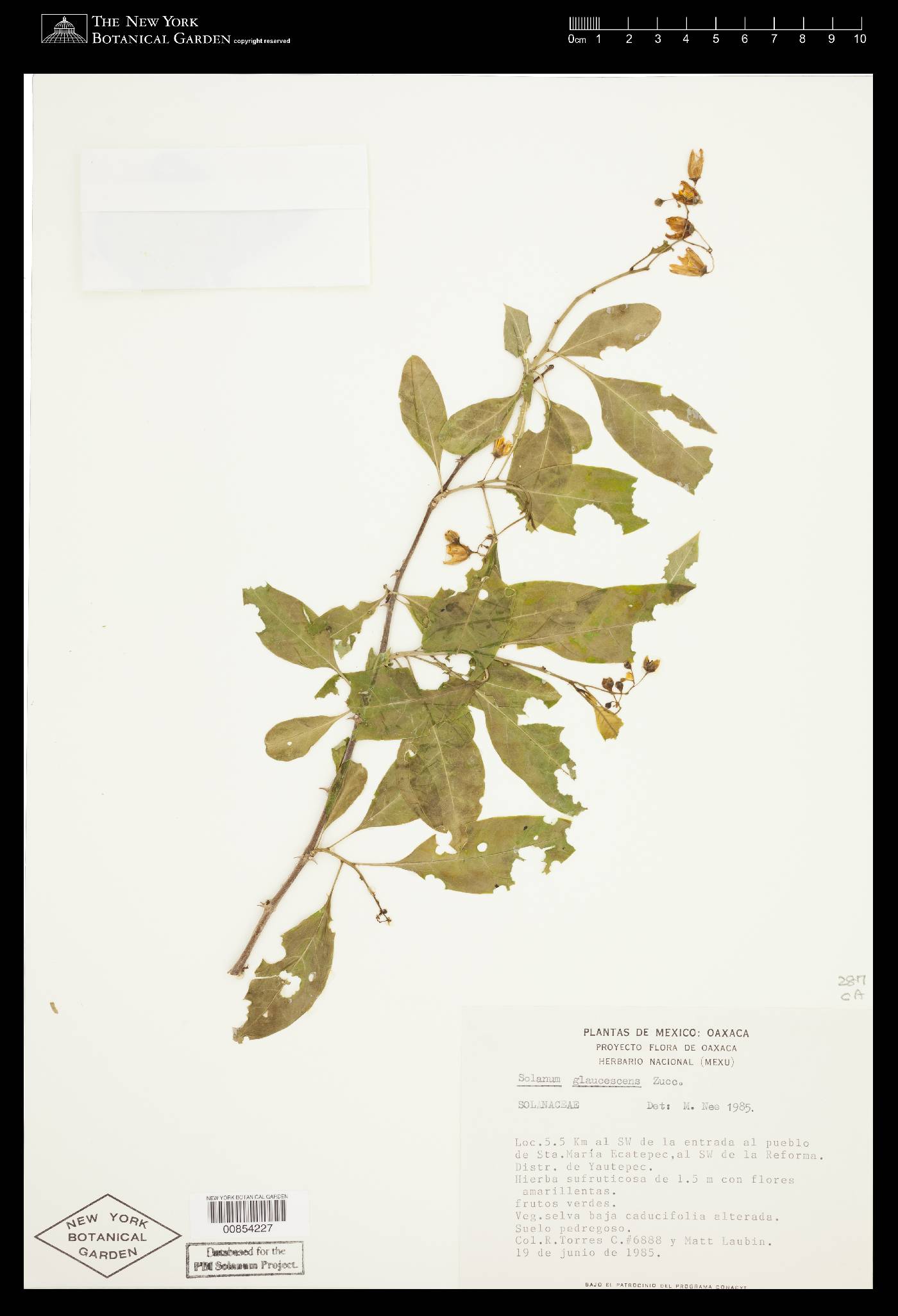 Solanum glaucescens image