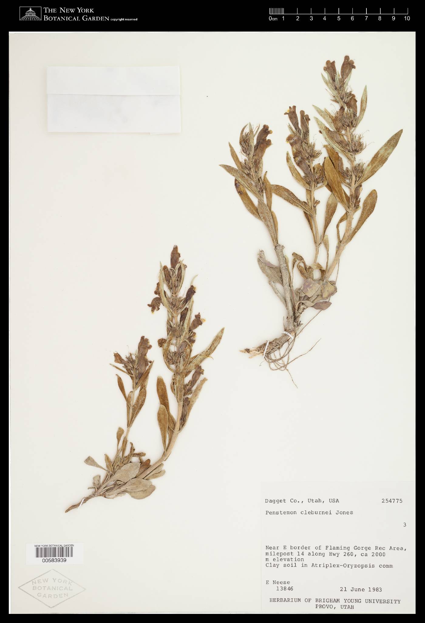 Penstemon cleburnei image