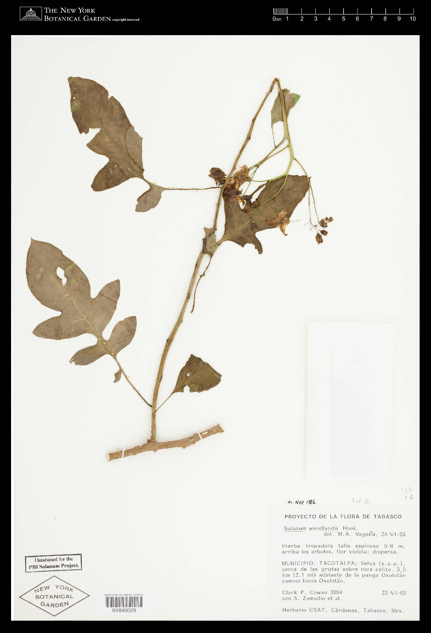 Solanum wendlandii image