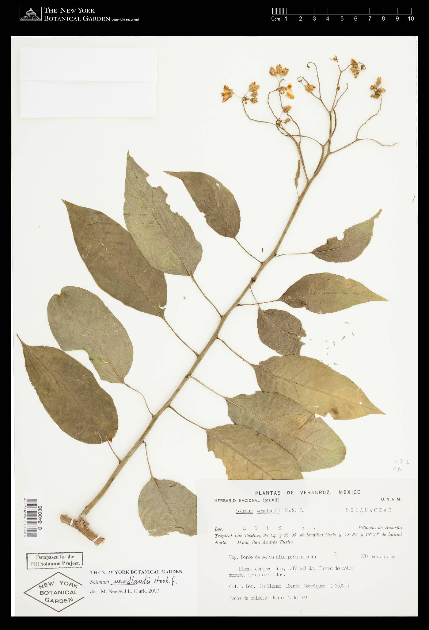 Solanum wendlandii image