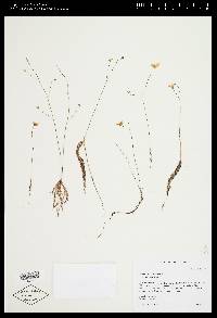 Utricularia juncea image