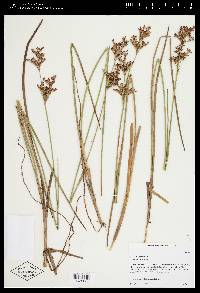 Juncus trigonocarpus image