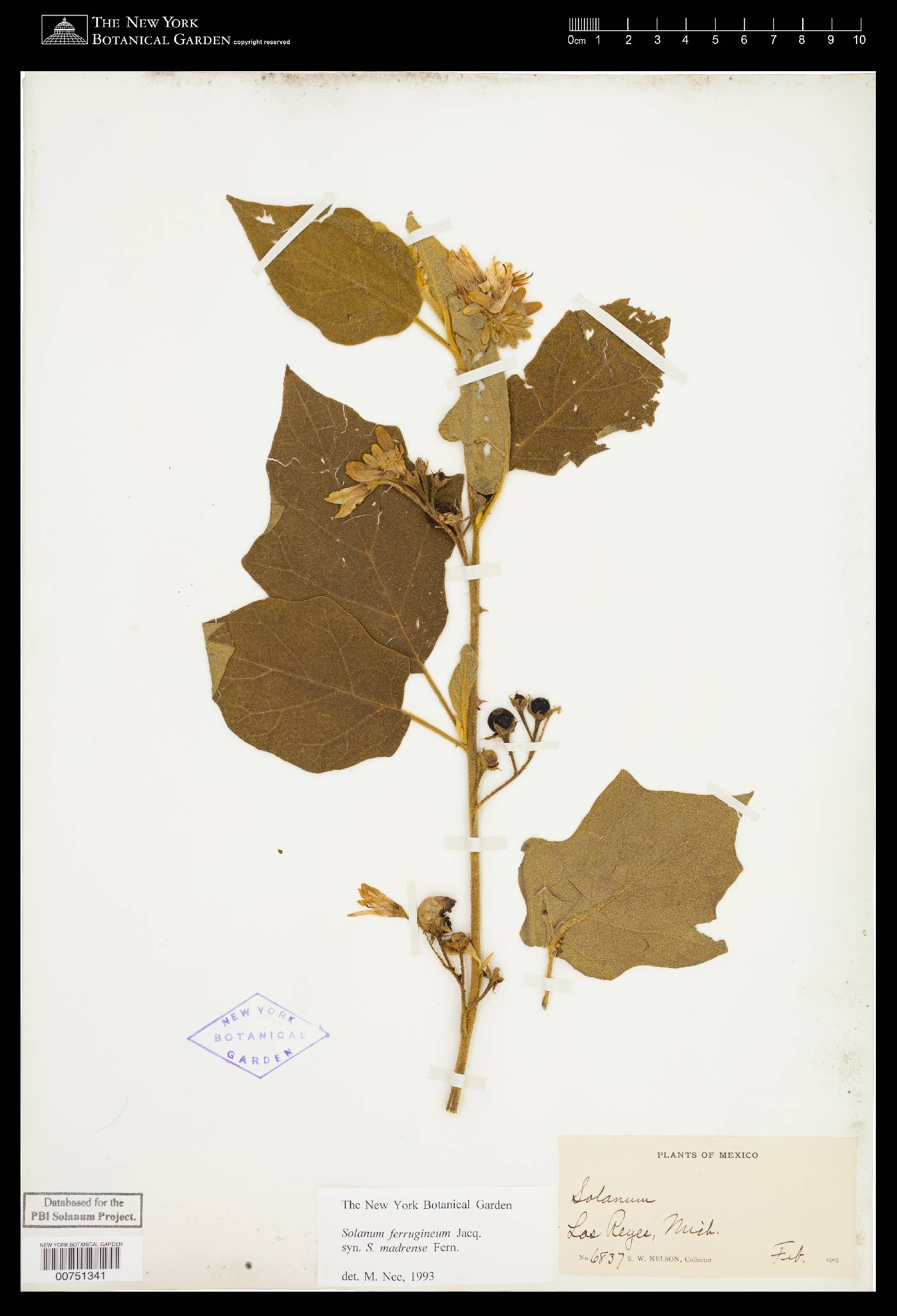 Solanum ferrugineum image