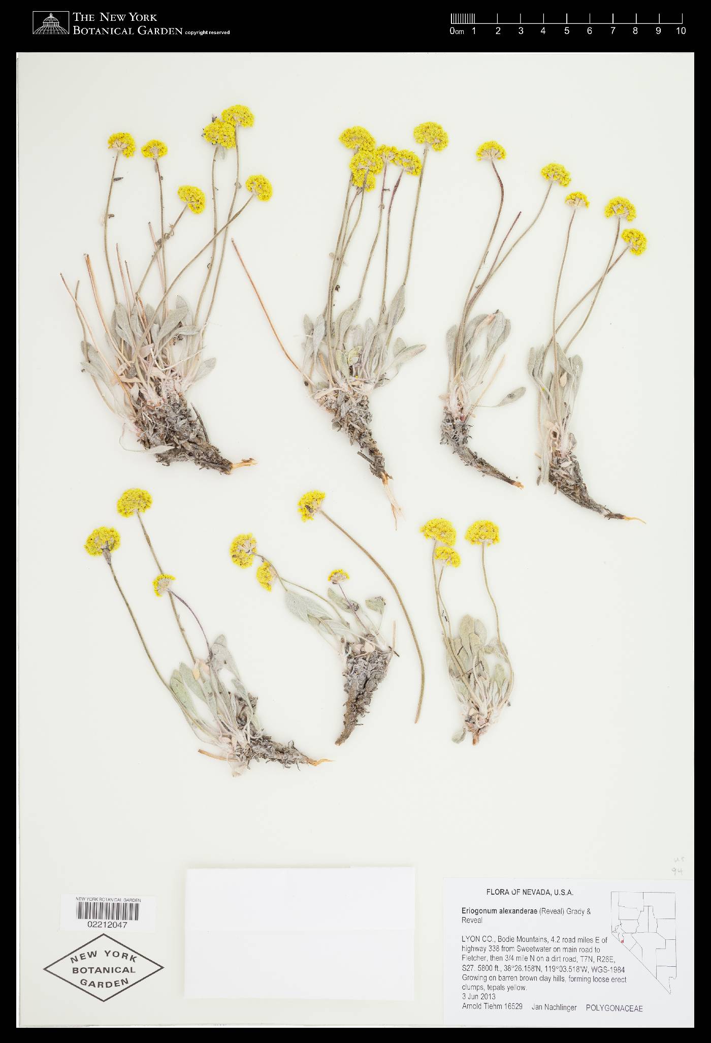 Eriogonum alexanderae image