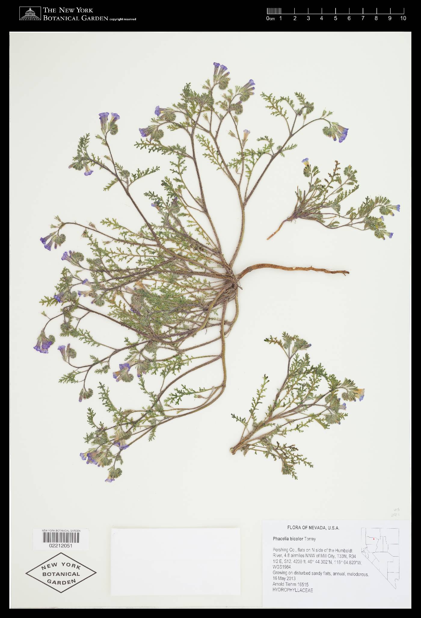 Phacelia bicolor image