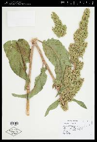 Rumex patientia image