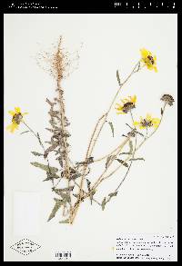 Helianthus petiolaris image