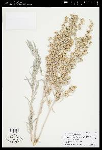 Artemisia cana var. cana image