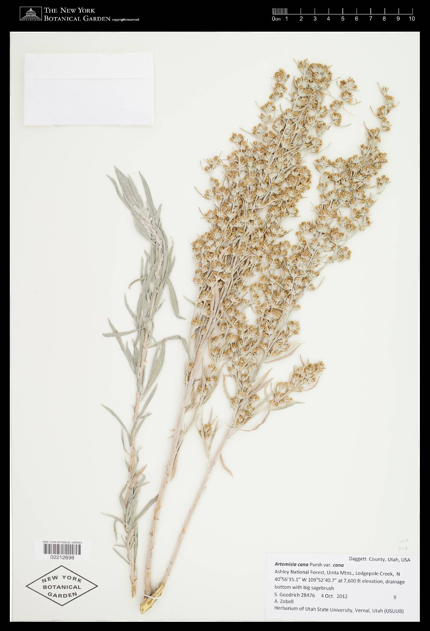 Artemisia cana image