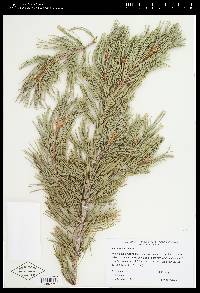 Pinus flexilis image