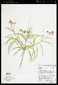Chilopsis linearis subsp. arcuata image