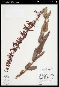 Penstemon centranthifolius image