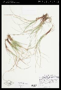 Carex albicans var. emmonsii image
