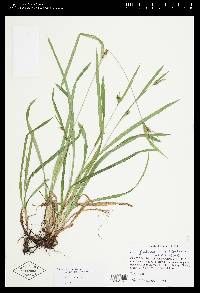 Carex gholsonii image