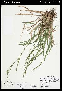 Carex leptonervia image