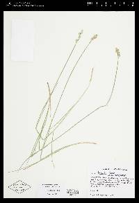 Carex longii image