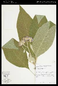 Solanum mauritianum image