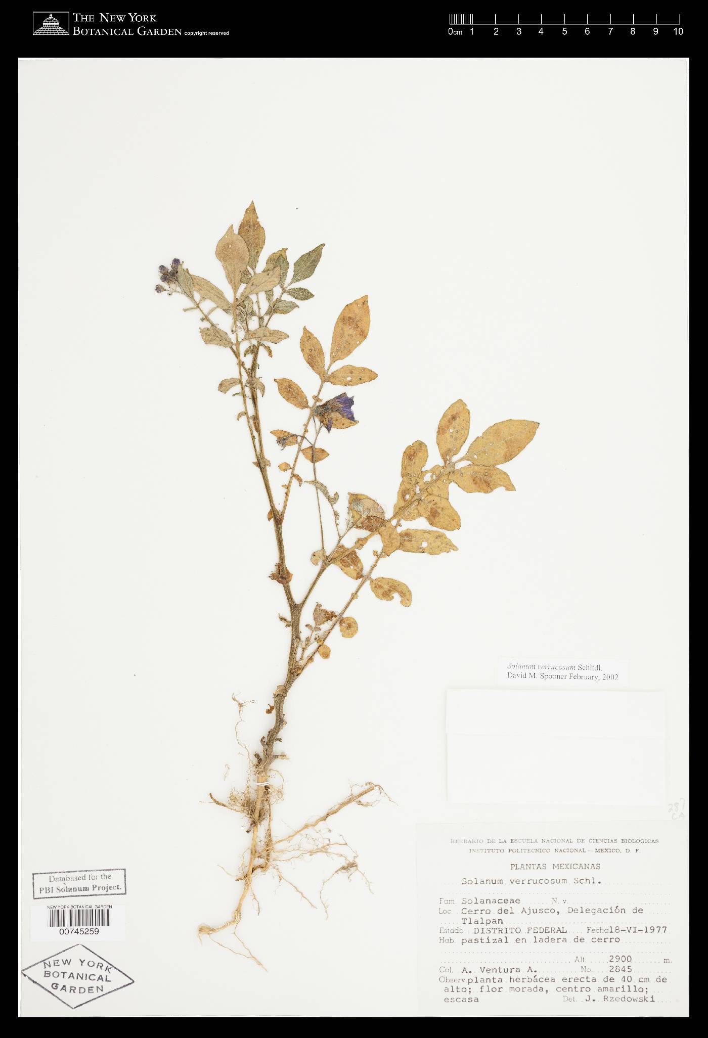 Solanum verrucosum image