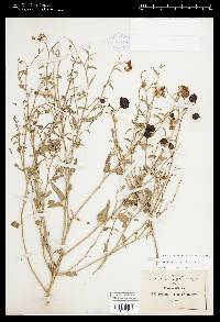 Solanum triquetrum image