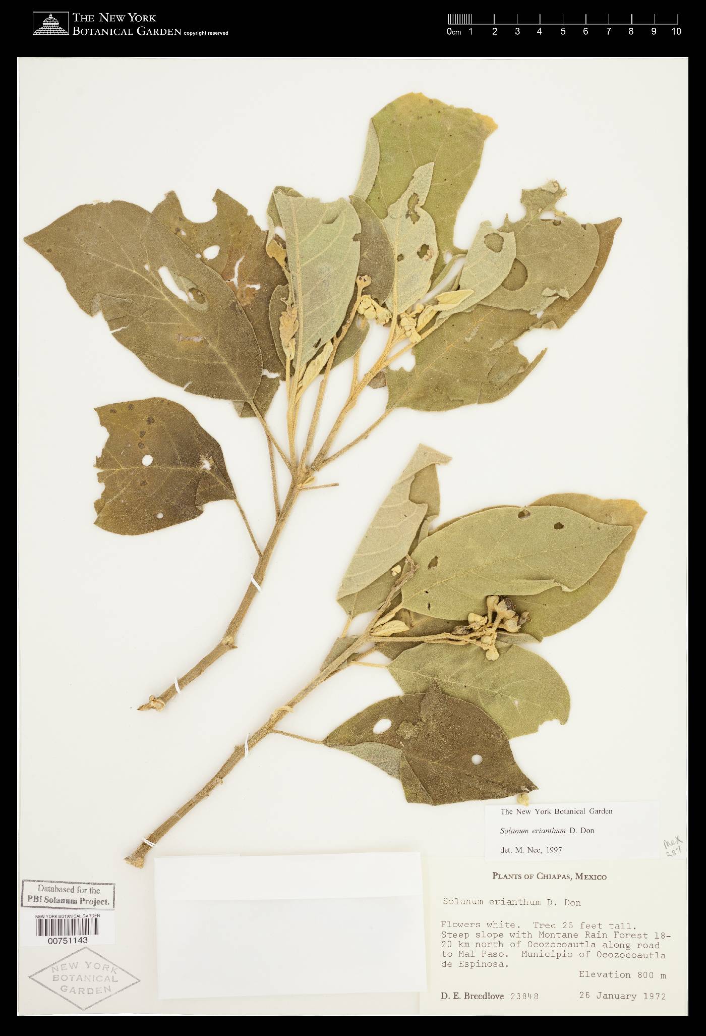 Solanum erianthum image