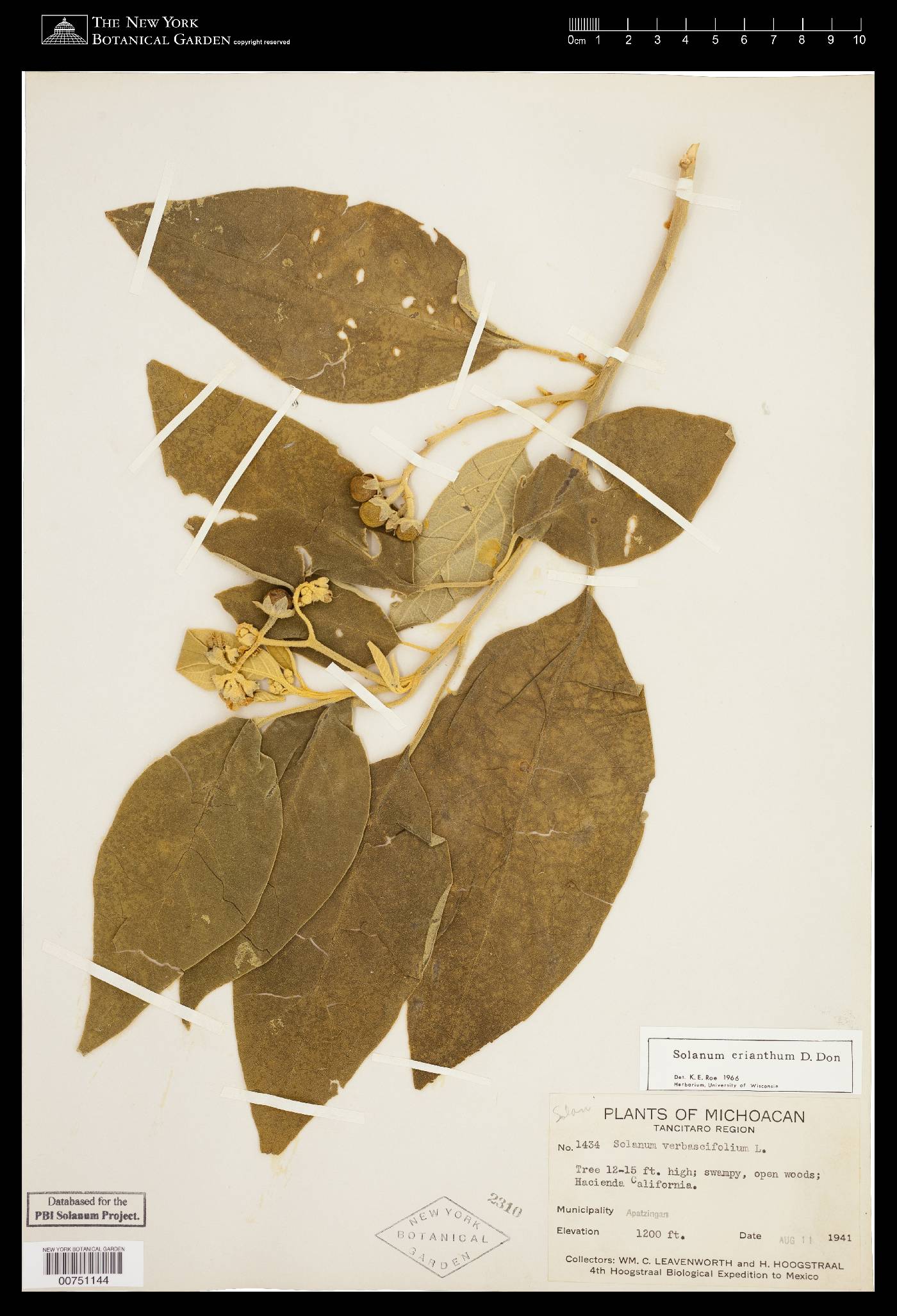 Solanum erianthum image