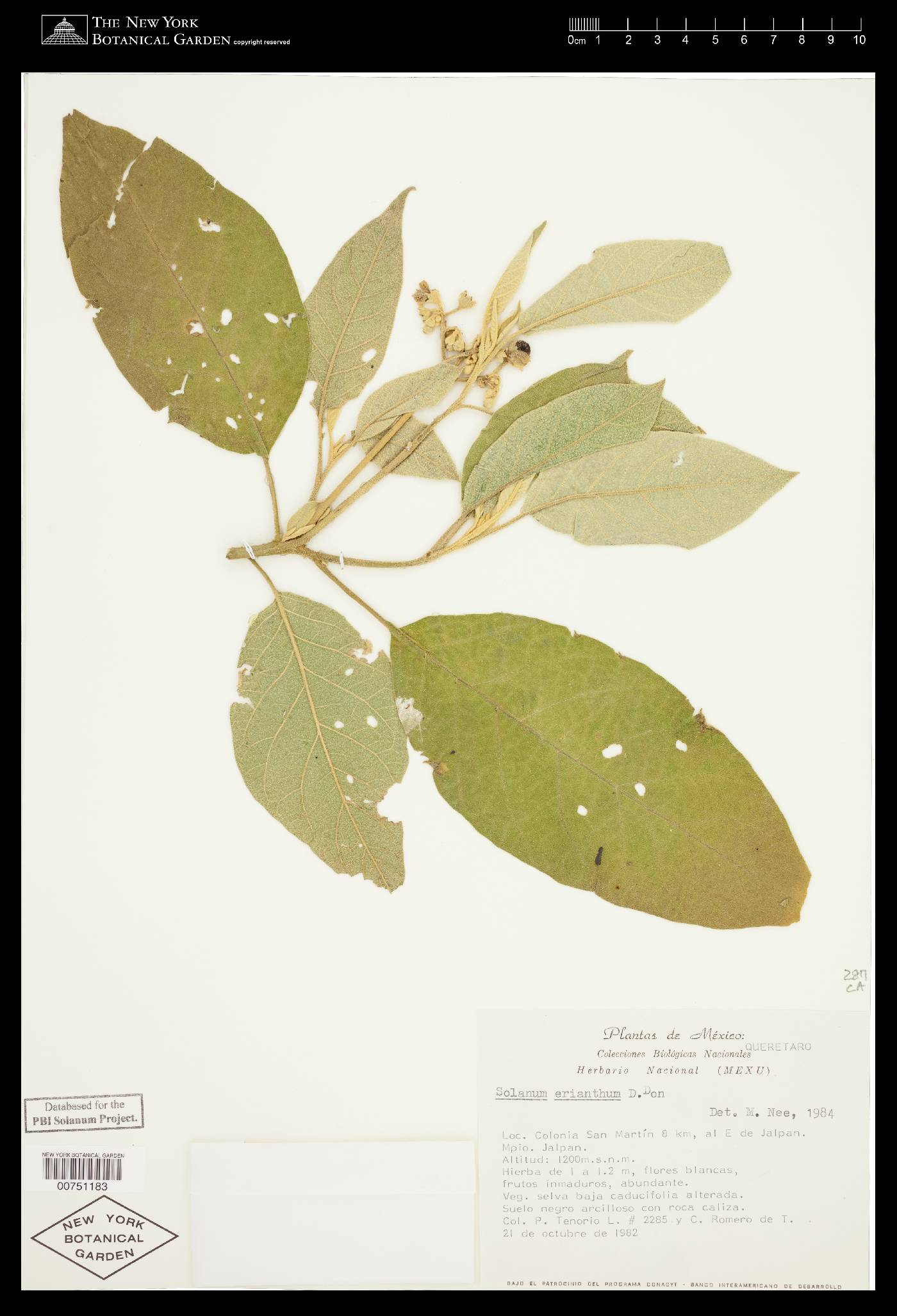 Solanum erianthum image