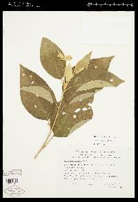 Solanum erianthum image