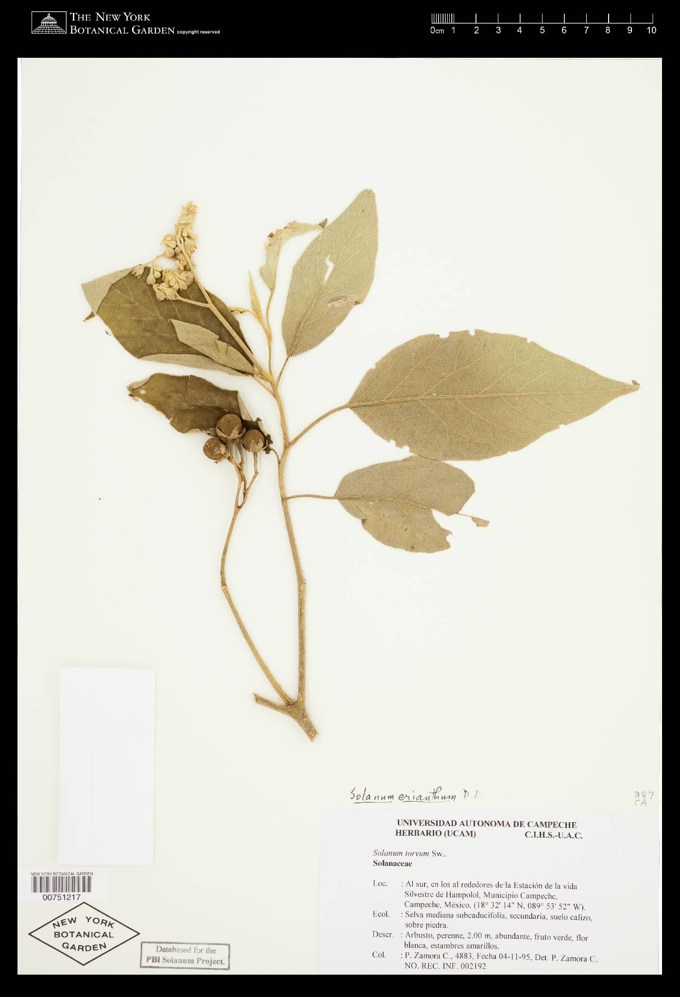 Solanum erianthum image