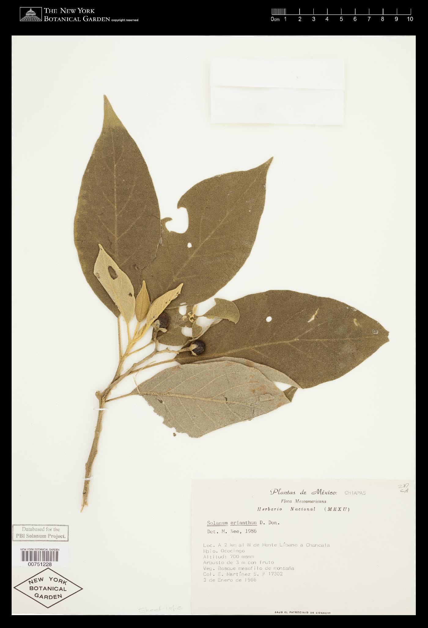 Solanum erianthum image