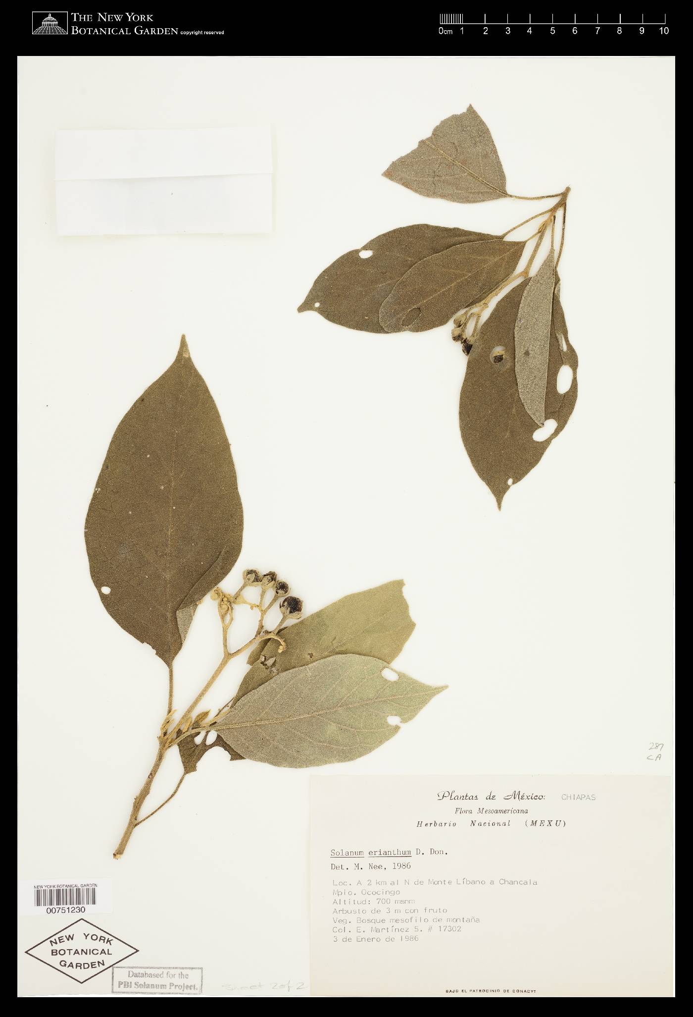 Solanum erianthum image