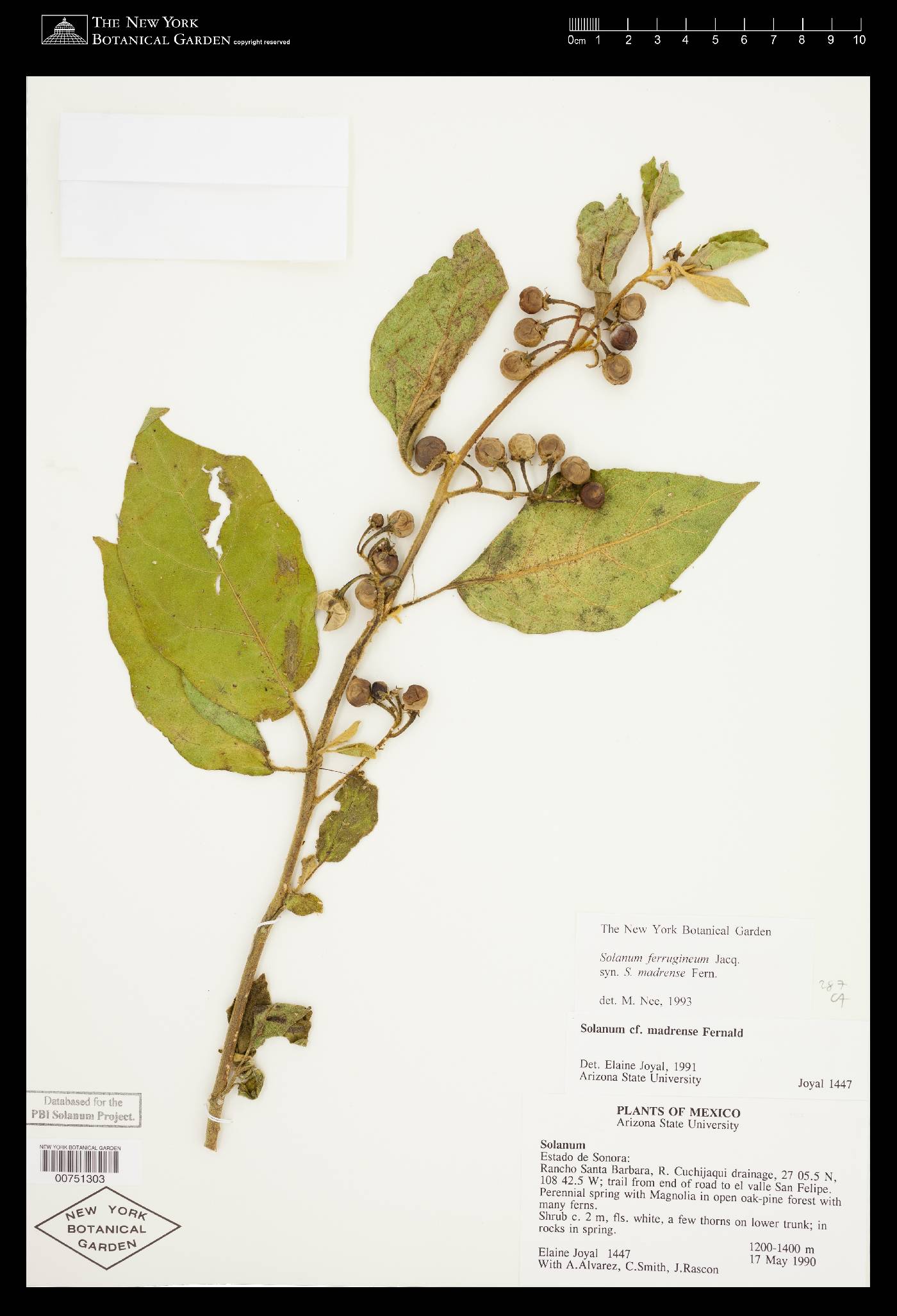 Solanum ferrugineum image