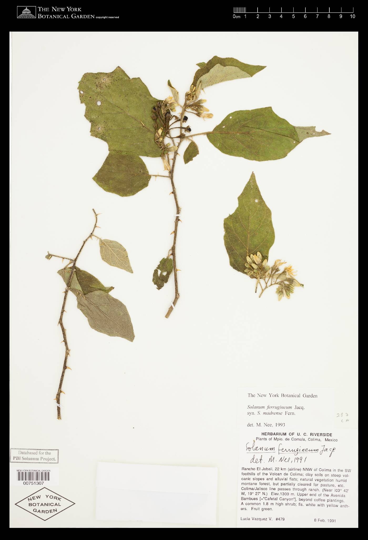 Solanum ferrugineum image