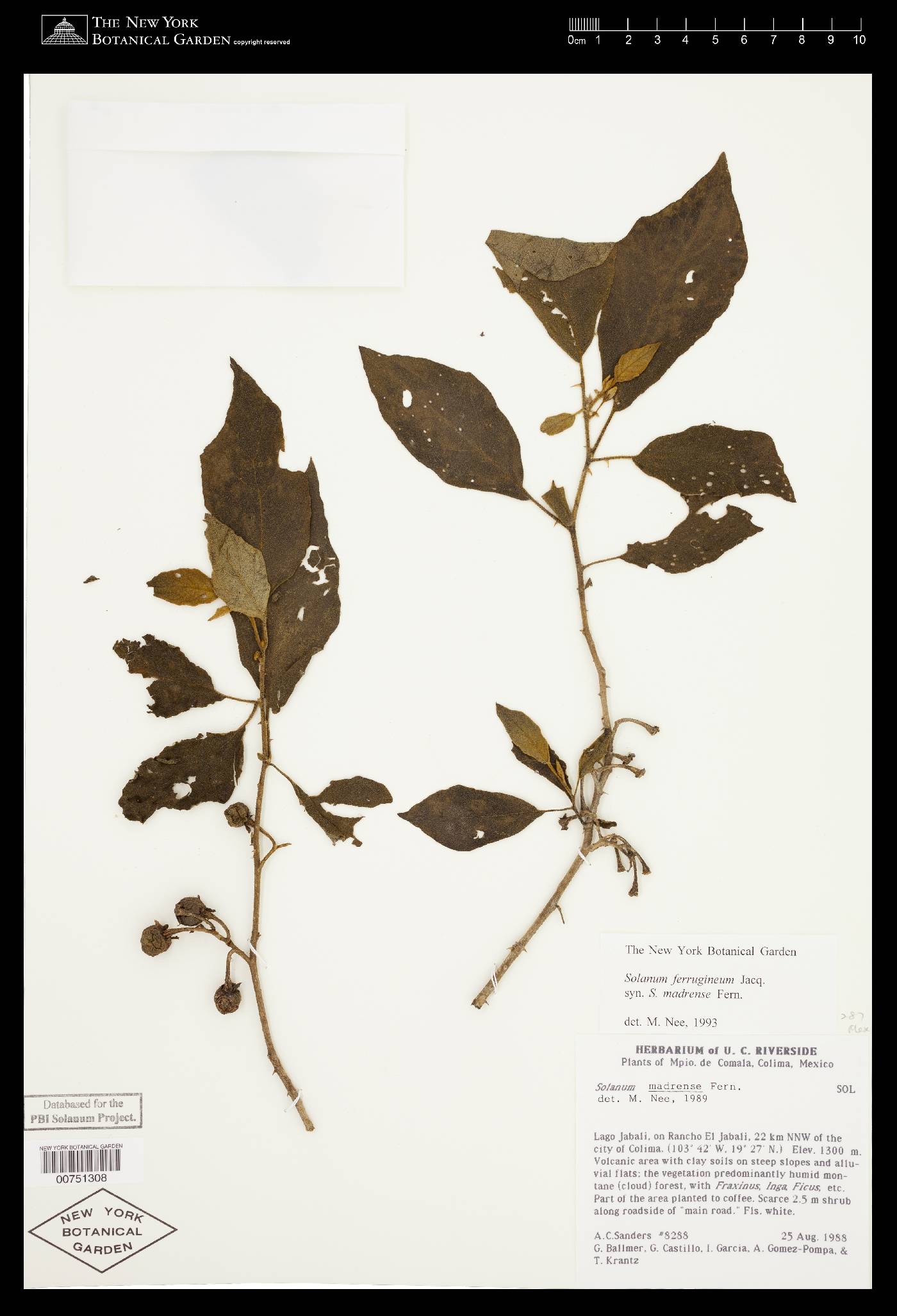 Solanum ferrugineum image