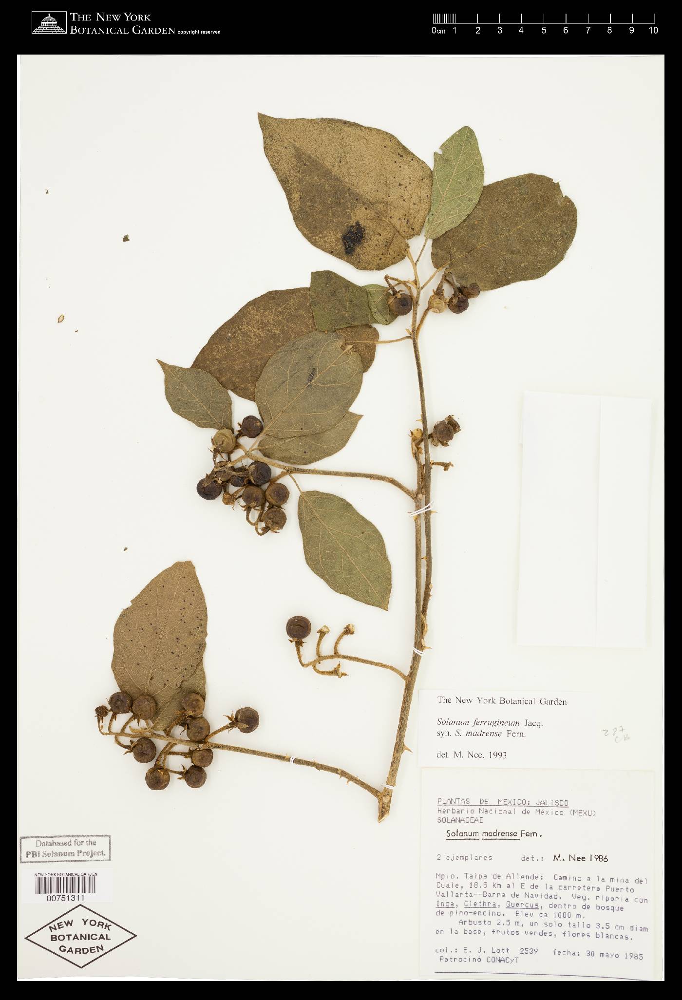 Solanum ferrugineum image