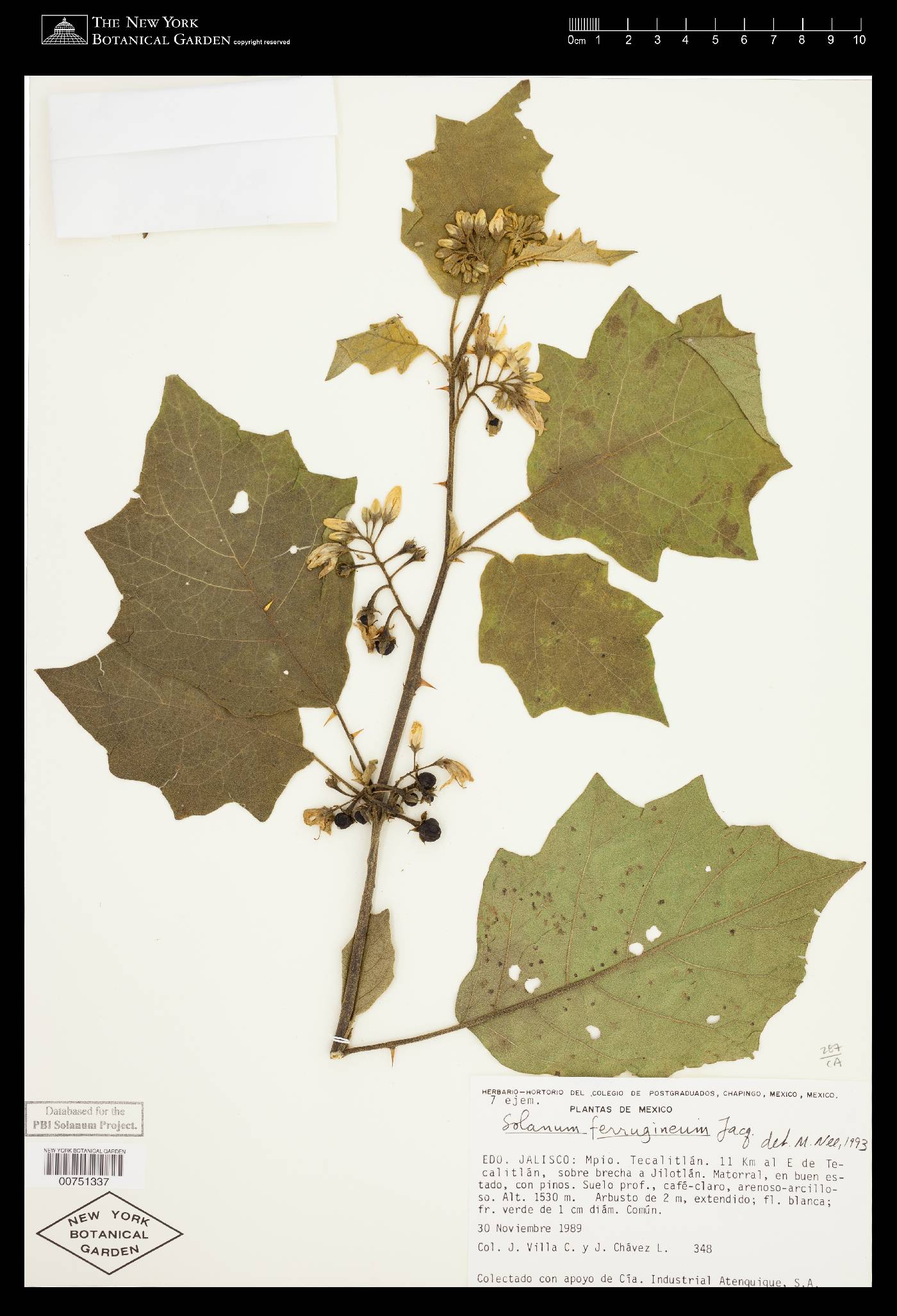 Solanum ferrugineum image