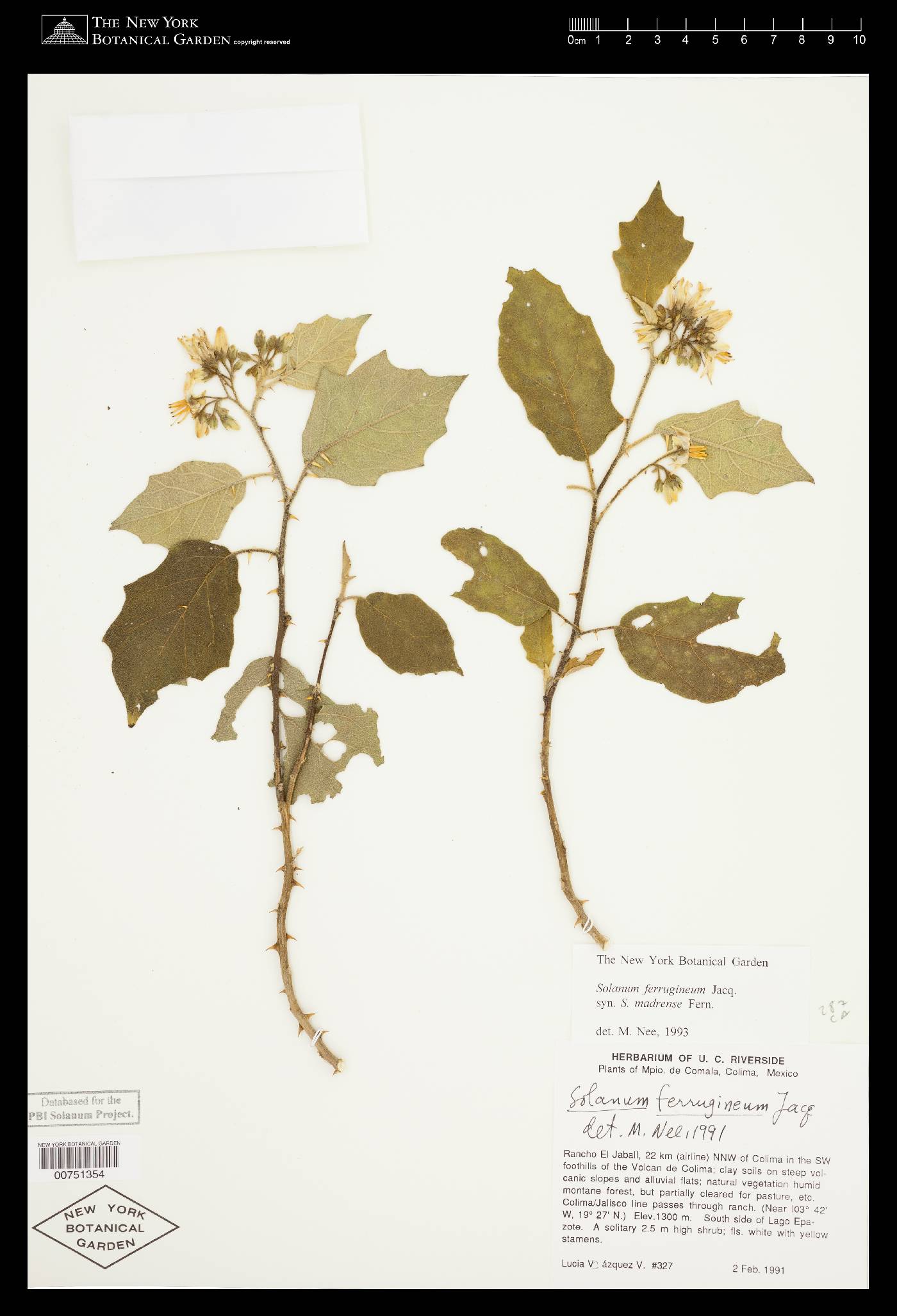 Solanum ferrugineum image