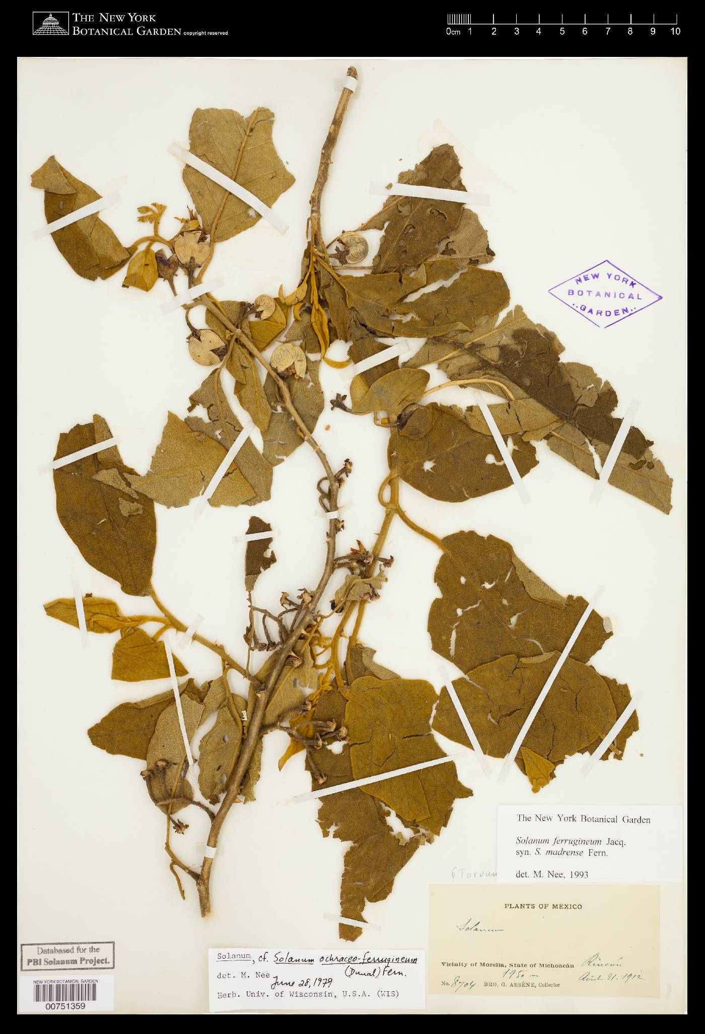 Solanum ferrugineum image