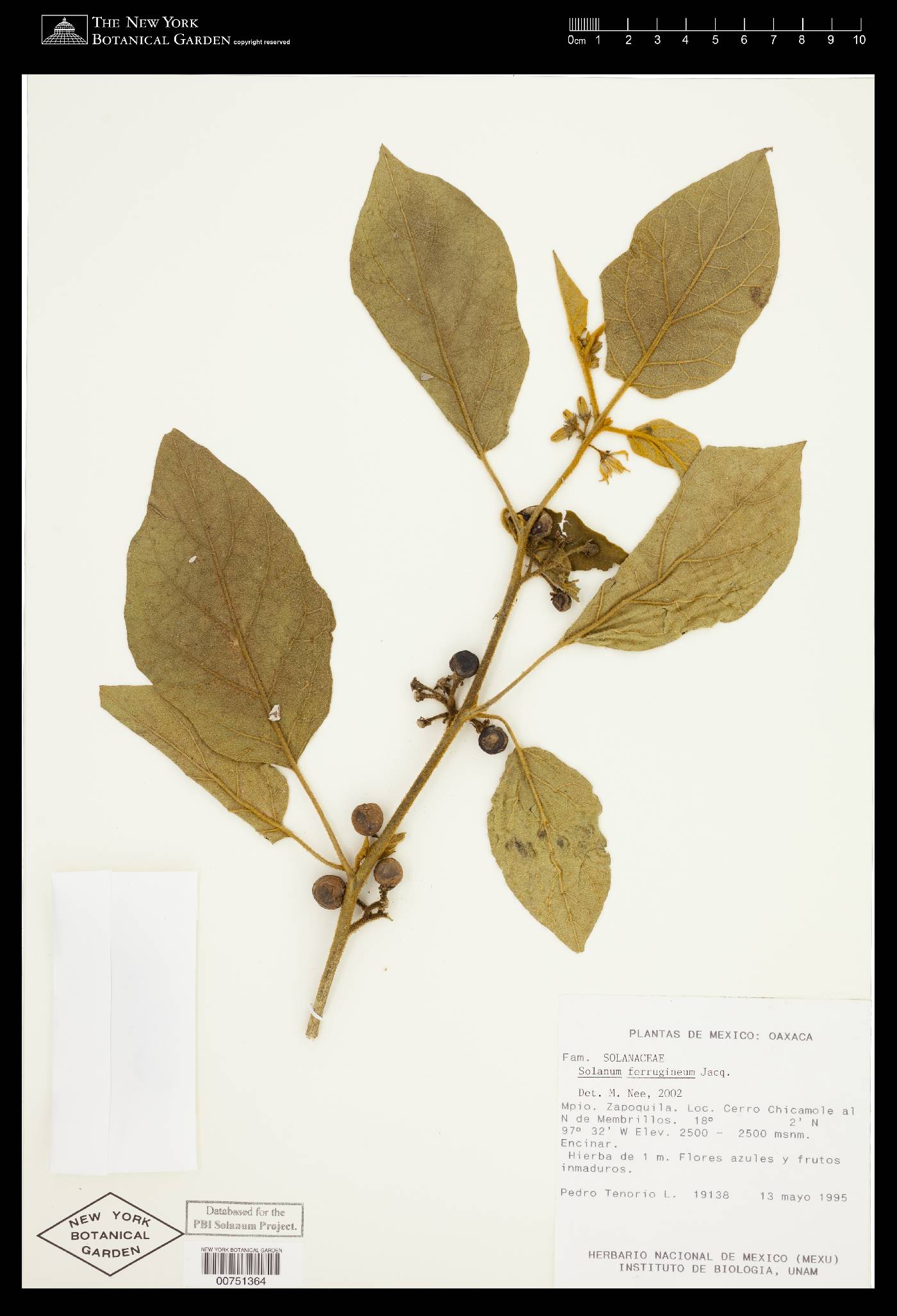 Solanum ferrugineum image