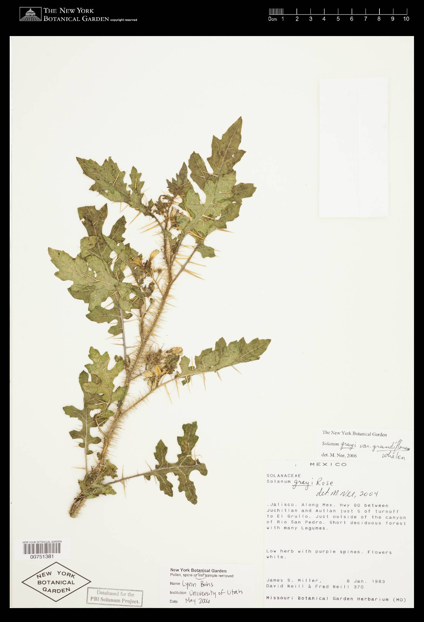 Solanum grayi var. grandiflorum image