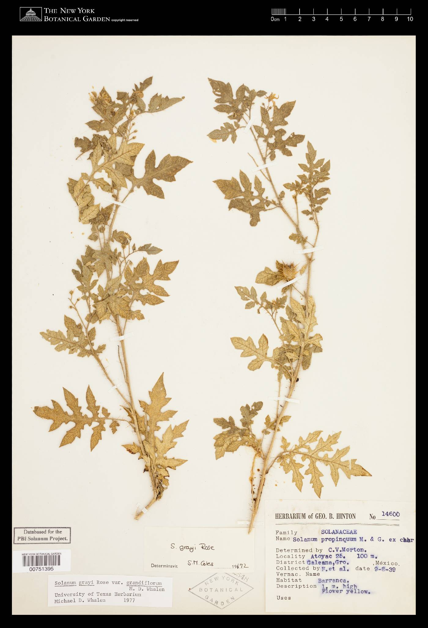 Solanum grayi image