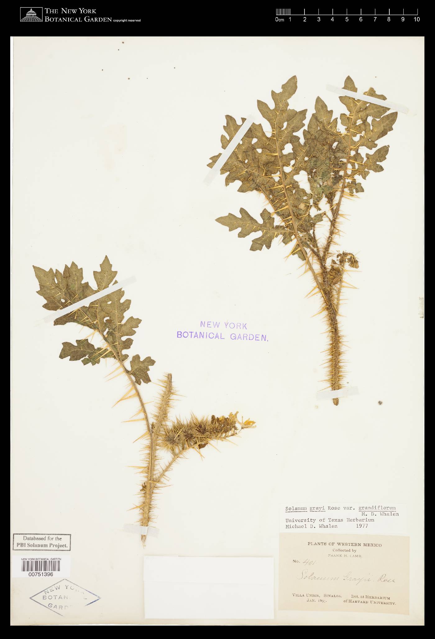 Solanum grayi image